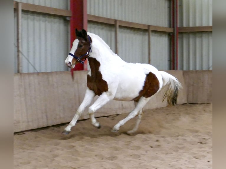 Oldenburg-International (OS) Gelding 18 years 15,2 hh Pinto in Borgentreich