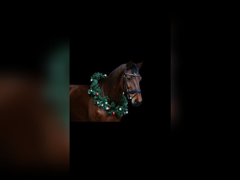 Oldenburg-International (OS) Gelding 18 years 16,1 hh Brown in Ebenfurth