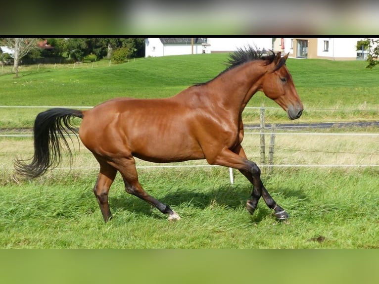Oldenburg-International (OS) Gelding 18 years 16,1 hh Brown-Light in Berndorf