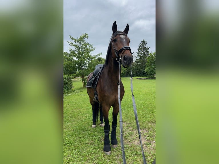 Oldenburg-International (OS) Gelding 19 years 16,1 hh Bay-Dark in Wien, Donaustadt