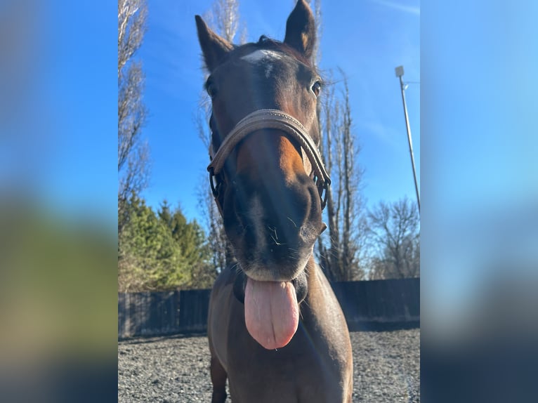 Oldenburg-International (OS) Gelding 19 years 16,1 hh Bay-Dark in Wien, Donaustadt