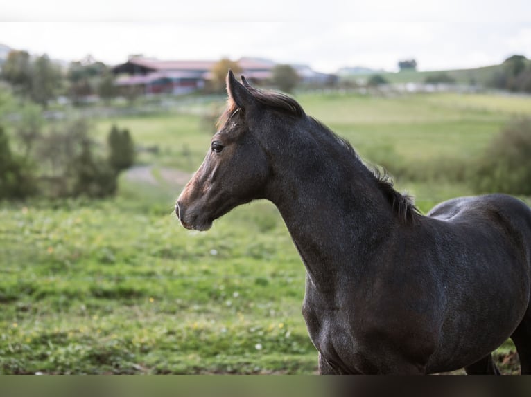 Oldenburg-International (OS) Gelding 1 year 16,2 hh Can be white in Wei&#xDF;enbr&#xFC;chen