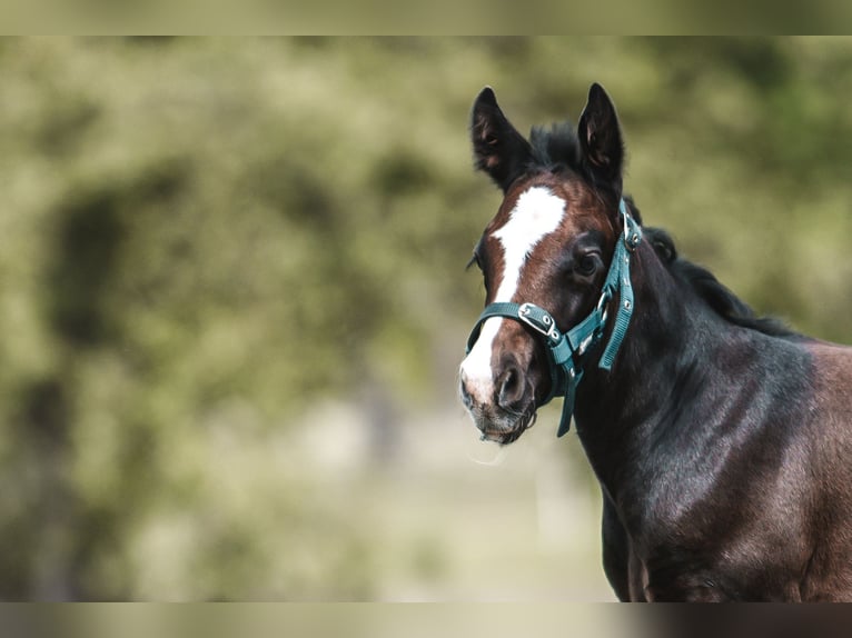Oldenburg-International (OS) Gelding 1 year 16,2 hh Can be white in Wei&#xDF;enbr&#xFC;chen