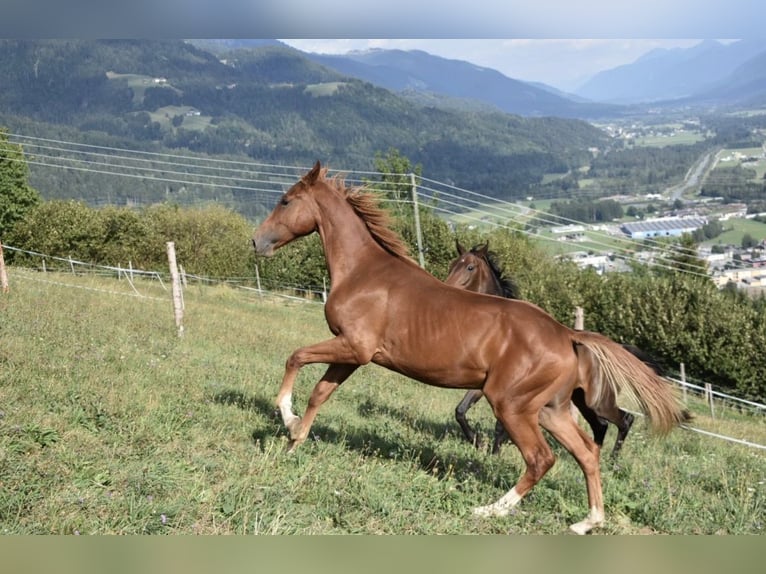 Oldenburg-International (OS) Gelding 1 year 17.2 hh Chestnut-Red in Jenig