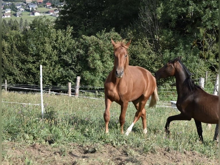 Oldenburg-International (OS) Gelding 1 year 17.2 hh Chestnut-Red in Jenig