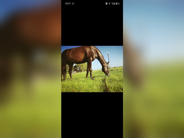 Oldenburg-International (OS) Gelding 27 years 16,1 hh Bay-Dark in Upgant-Schott