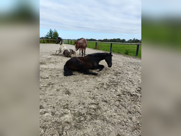 Oldenburg-International (OS) Gelding 27 years 16,1 hh Bay-Dark in Upgant-Schott