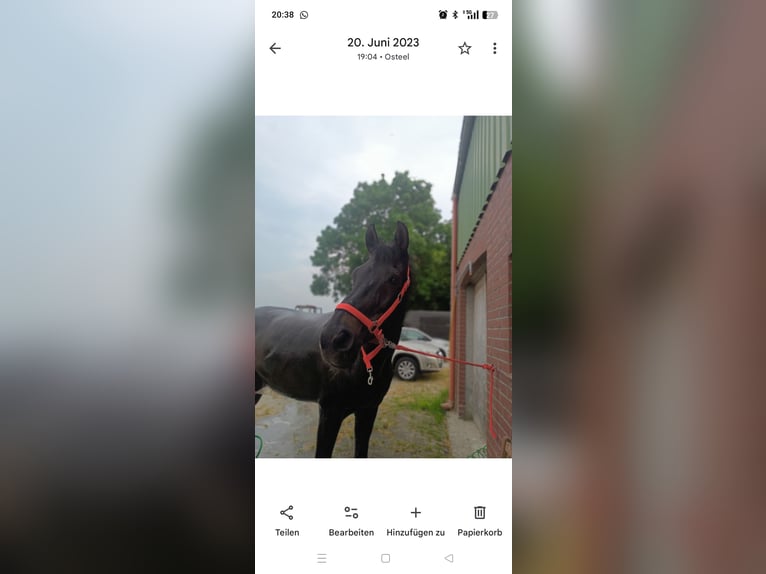 Oldenburg-International (OS) Gelding 27 years 16,1 hh Bay-Dark in Upgant-Schott