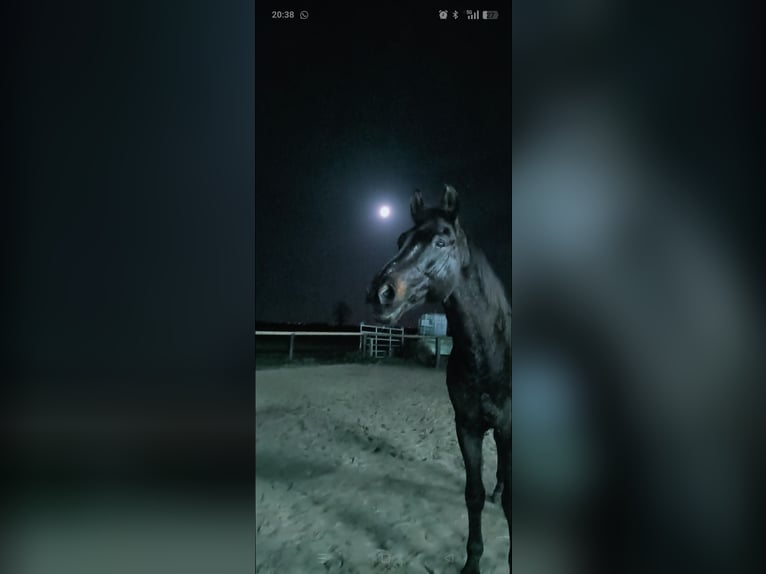 Oldenburg-International (OS) Gelding 27 years 16,1 hh Bay-Dark in Upgant-Schott