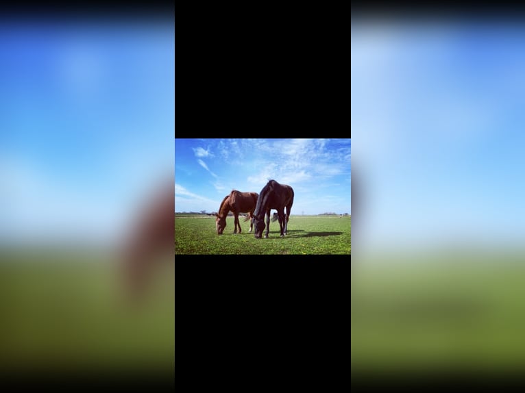 Oldenburg-International (OS) Gelding 27 years 16,1 hh Bay-Dark in Upgant-Schott