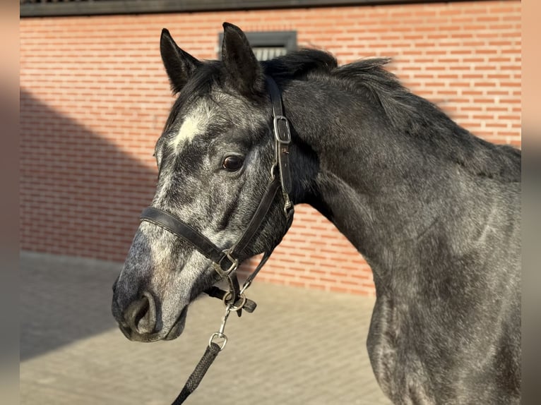 Oldenburg-International (OS) Gelding 2 years 15,2 hh Grey in Zieuwent