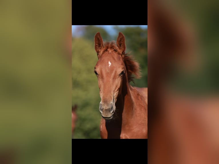 Oldenburg-International (OS) Gelding 2 years 15,3 hh Chestnut-Red in Gro&#xDF;ostheim