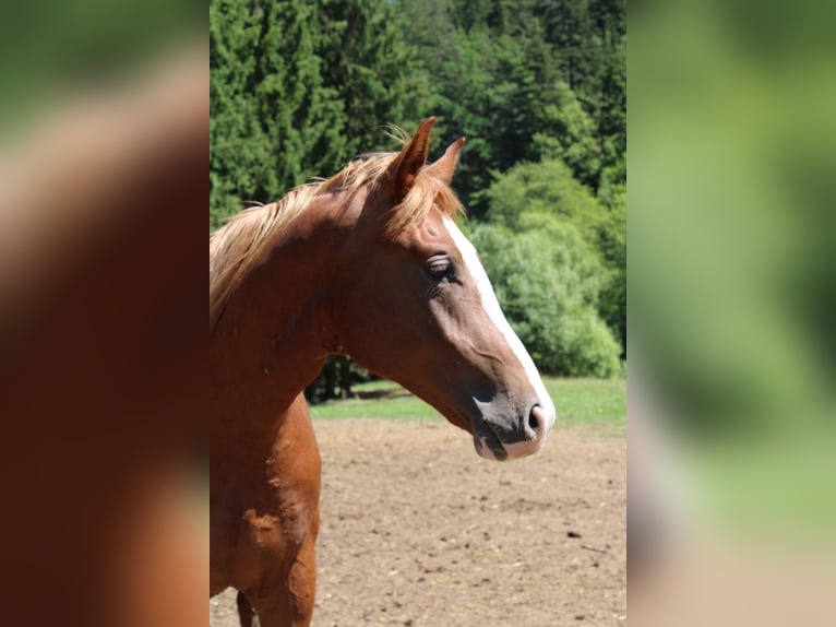Oldenburg-International (OS) Mix Gelding 2 years 16 hh Chestnut-Red in Drosendorf