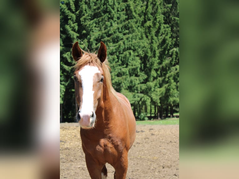 Oldenburg-International (OS) Mix Gelding 2 years 16 hh Chestnut-Red in Drosendorf