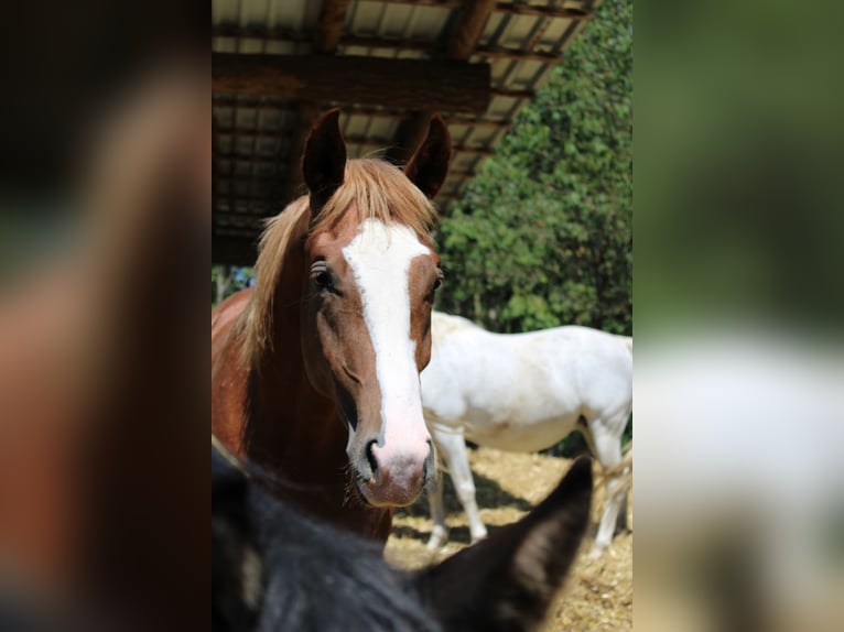 Oldenburg-International (OS) Mix Gelding 2 years 16 hh Chestnut-Red in Drosendorf