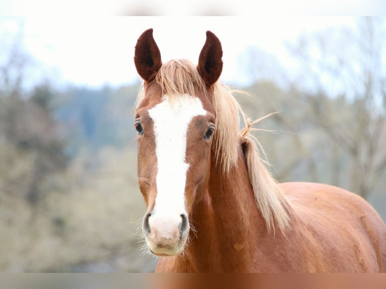 Oldenburg-International (OS) Mix Gelding 2 years 16 hh Chestnut-Red in Drosendorf