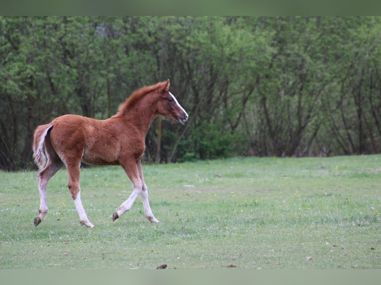 Oldenburg-International (OS) Mix Gelding 2 years 16 hh Chestnut-Red in Drosendorf