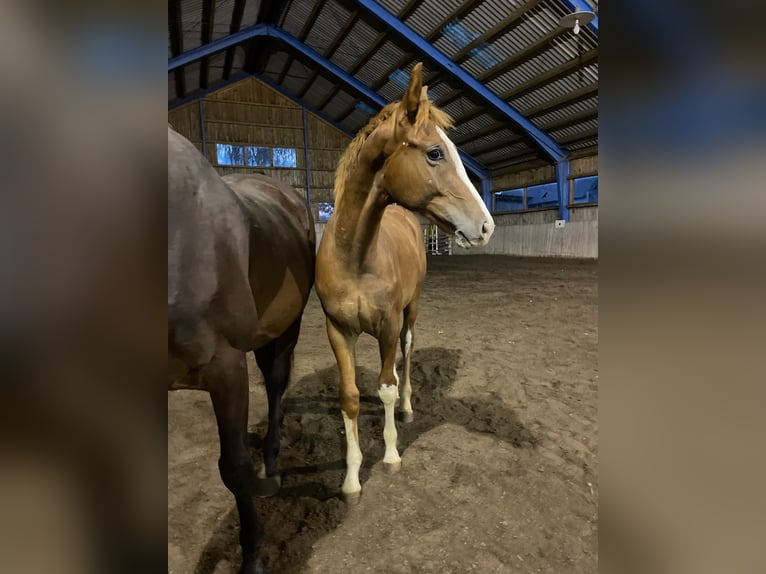 Oldenburg-International (OS) Mix Gelding 2 years 16 hh Chestnut-Red in Drosendorf
