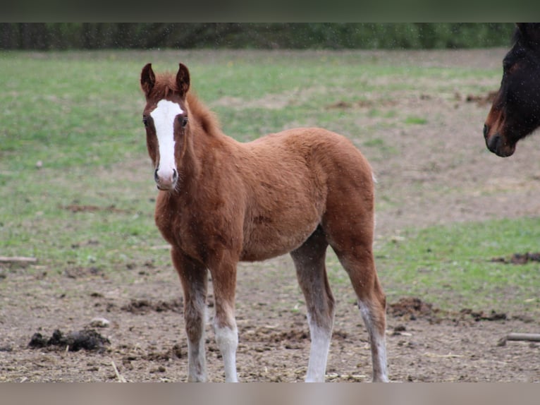 Oldenburg-International (OS) Mix Gelding 2 years 16 hh Chestnut-Red in Drosendorf