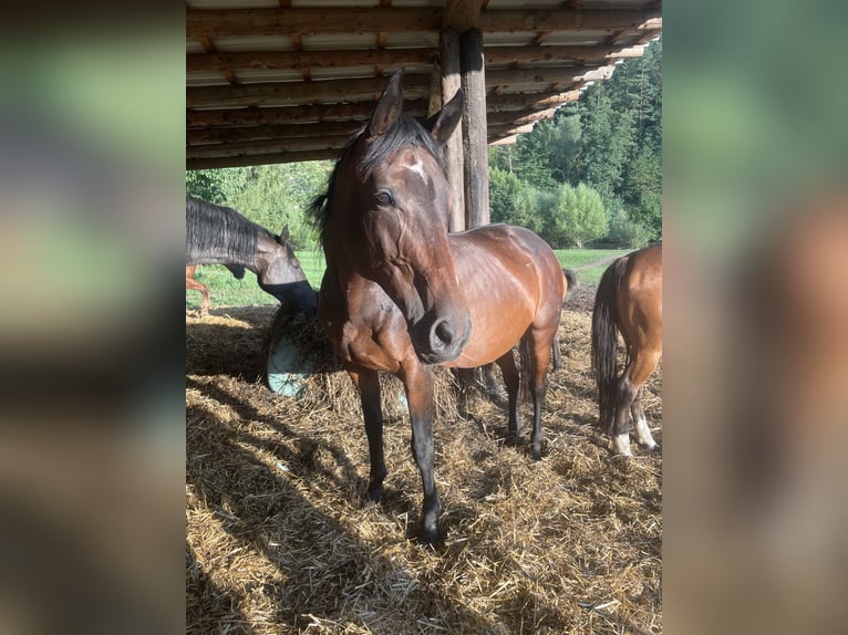 Oldenburg-International (OS) Mix Gelding 2 years 16 hh Chestnut-Red in Drosendorf
