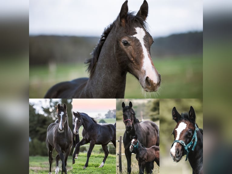 Oldenburg-International (OS) Gelding 2 years 16,2 hh Can be white in Niederirsen