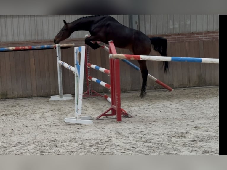 Oldenburg-International (OS) Gelding 3 years 15.2 hh Bay-Dark in Zieuwent