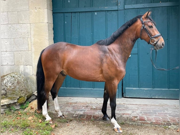 Oldenburg-International (OS) Gelding 3 years 15,1 hh Brown in Duingen
