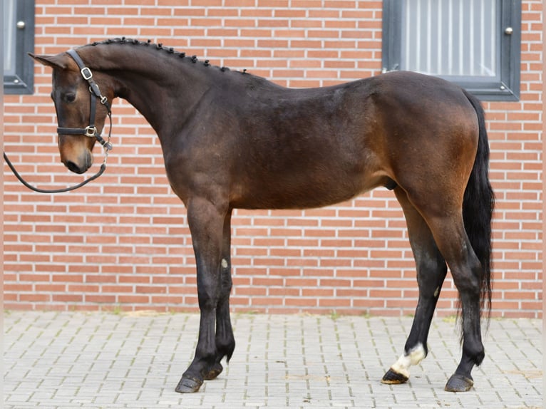 Oldenburg-International (OS) Gelding 3 years 15,2 hh Bay-Dark in Zieuwent