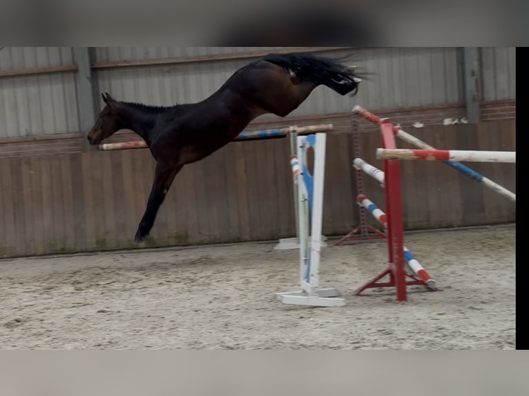 Oldenburg-International (OS) Gelding 3 years 15,2 hh Bay-Dark in Zieuwent