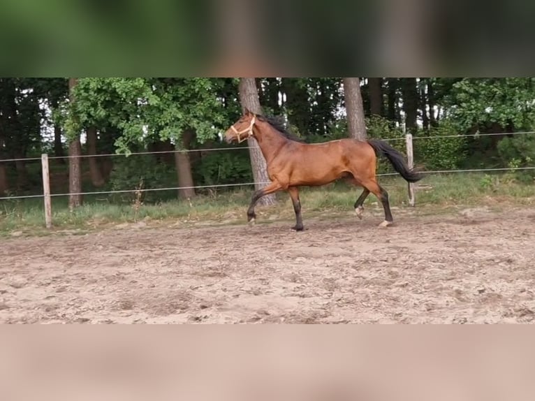 Oldenburg-International (OS) Gelding 3 years 15,3 hh Brown in Lindern (Oldenburg)
