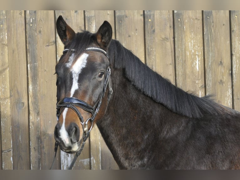 Oldenburg-International (OS) Gelding 3 years 16 hh Brown in Gummersbach