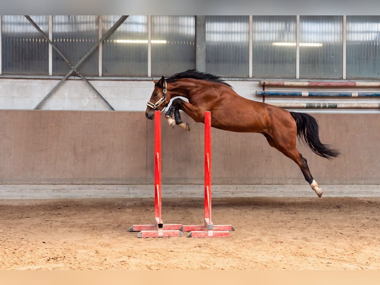 Oldenburg-International (OS) Gelding 3 years 16 hh Brown in Überherrn