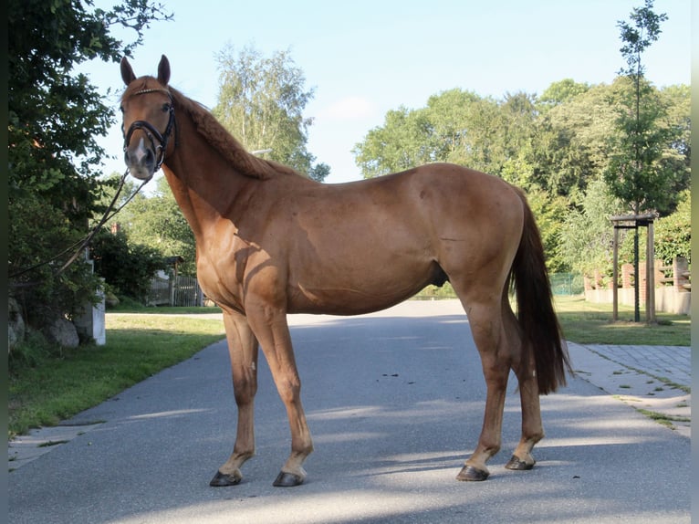 Oldenburg-International (OS) Gelding 3 years 16 hh Chestnut-Red in Seedorf