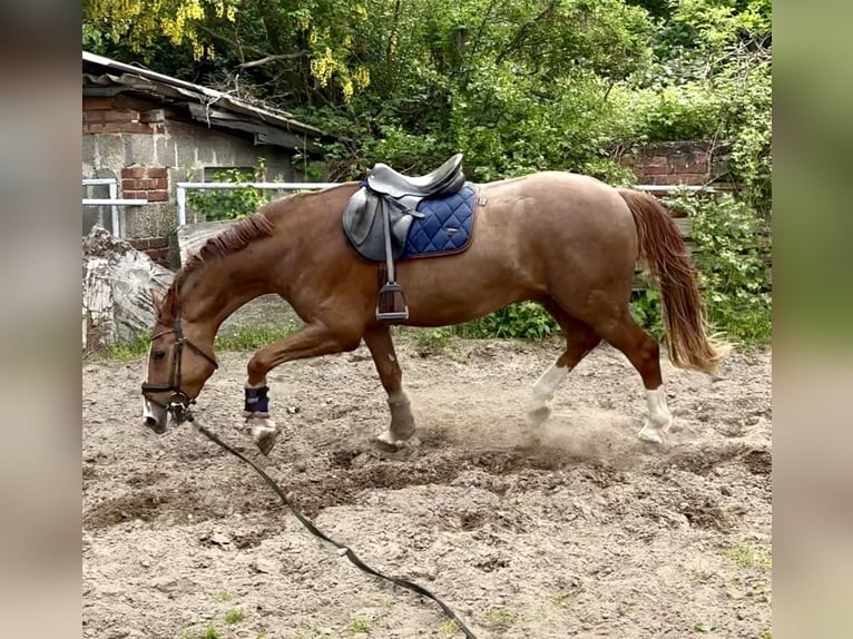 Oldenburg-International (OS) Gelding 3 years 16 hh Chestnut-Red in GlaubitzNünchritz