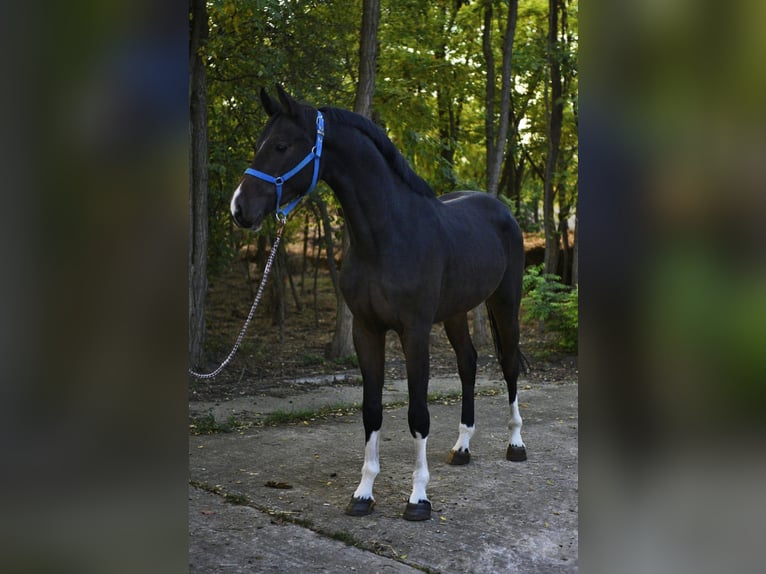 Oldenburg-International (OS) Gelding 3 years 16,1 hh Bay-Dark in V&#xE9;szt&#x151;