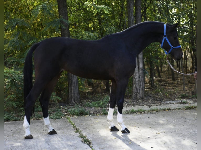 Oldenburg-International (OS) Gelding 3 years 16,1 hh Bay-Dark in V&#xE9;szt&#x151;