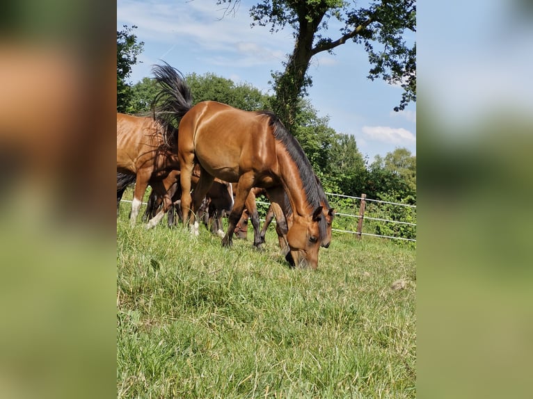 Oldenburg-International (OS) Gelding 3 years 16,1 hh Brown in Bad Zwischenahn