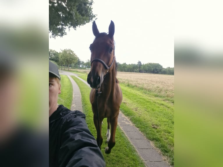 Oldenburg-International (OS) Gelding 3 years 16,1 hh Brown in Bad Zwischenahn