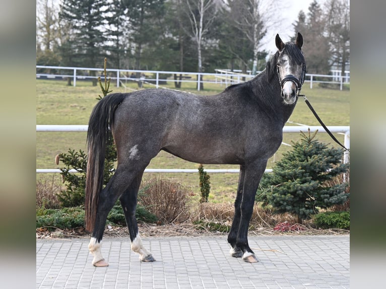 Oldenburg-International (OS) Gelding 3 years 16,1 hh Can be white in Wysin