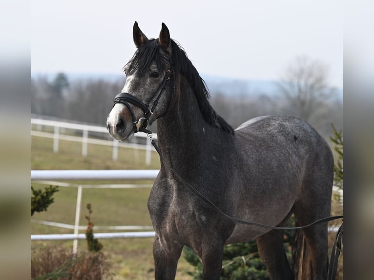 Oldenburg-International (OS) Gelding 3 years 16,1 hh Can be white in Wysin