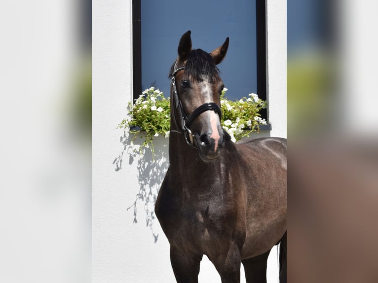 Oldenburg-International (OS) Gelding 3 years 16,1 hh Can be white in Wysin