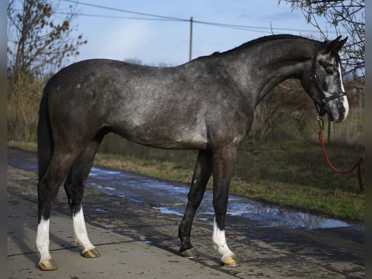 Oldenburg-International (OS) Gelding 3 years 16,2 hh Grey in Szarvas
