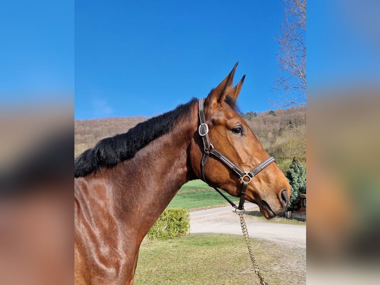 Oldenburg-International (OS) Gelding 3 years 17 hh Brown in Schimberg
