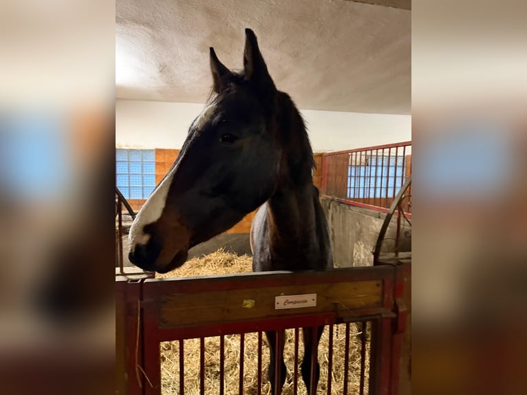 Oldenburg-International (OS) Gelding 3 years Bay-Dark in &#x10C;ej&#x10D;