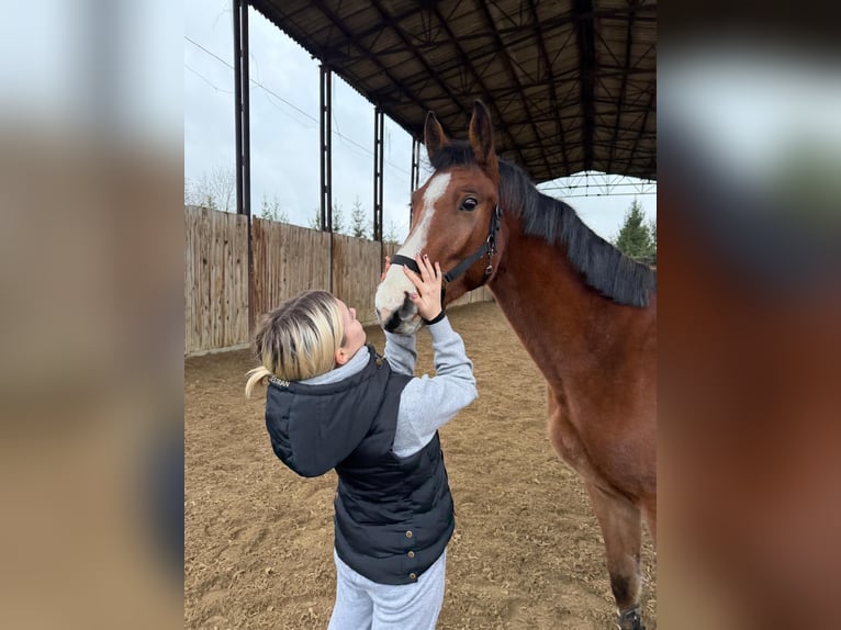 Oldenburg-International (OS) Gelding 3 years Brown-Light in &#x10C;ej&#x10D;