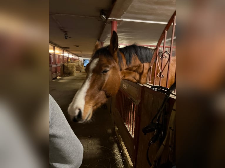 Oldenburg-International (OS) Gelding 3 years Brown-Light in &#x10C;ej&#x10D;