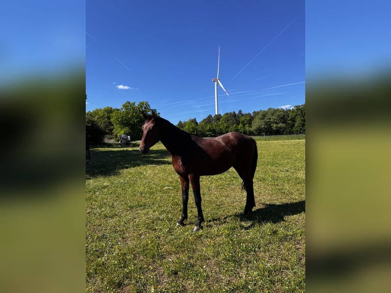 Oldenburg-International (OS) Gelding 3 years Brown in Ahorn