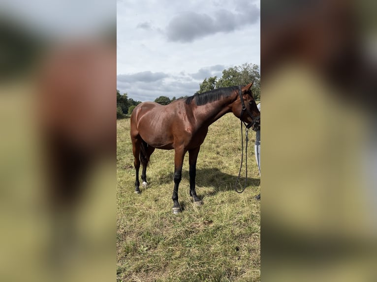 Oldenburg-International (OS) Gelding 3 years Brown in Ahorn