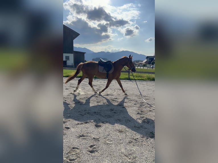 Oldenburg-International (OS) Gelding 3 years Chestnut-Red in Abtenau