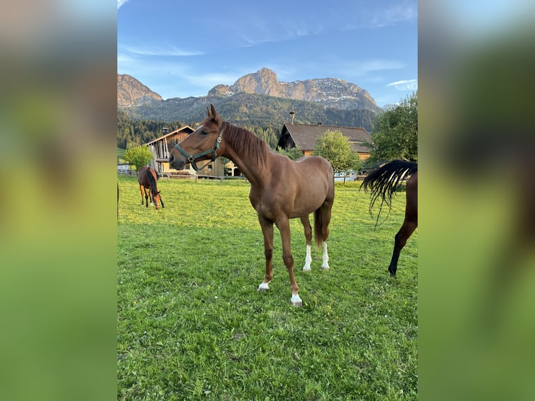 Oldenburg-International (OS) Gelding 3 years Chestnut-Red in Abtenau